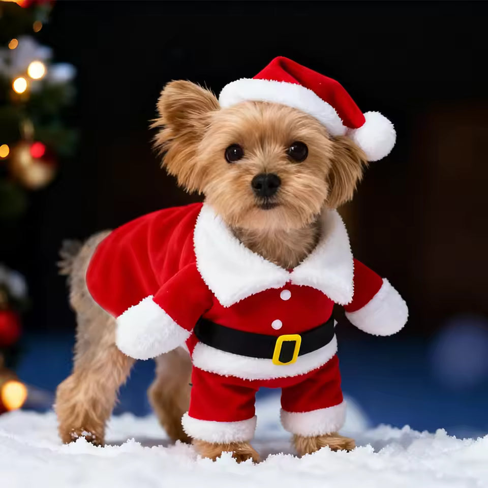 Cute kitten/puppy in a full Santa Claus jumpsuit Christmas costume with plush trim.